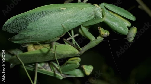 Praying mantises copulate two male and female. Mantis mating. Transcaucasian Tree Mantis (Hierodula transcaucasica). Extreme close up of mantis insect photo