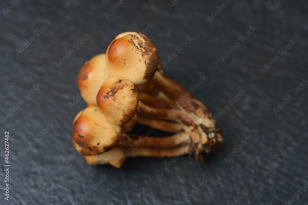 Edible mushrooms - delicious and healthy dietary food Edible mushrooms - delicious and healthy dietary food