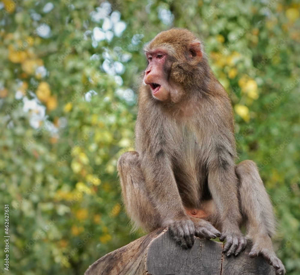 portrait of a macaque portrait of a macaque