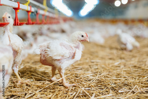 Canvastavla poultry feeding in chicken farm