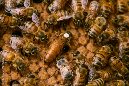 queen bee with bees in the honeycomb with honey photo