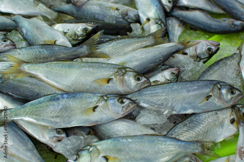 Basin of Bluefish (Pomatomus saltatrix) for sale at a Turkish market. photo