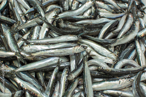 anchovies just caught, close up.