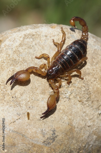 scorpion on a rock