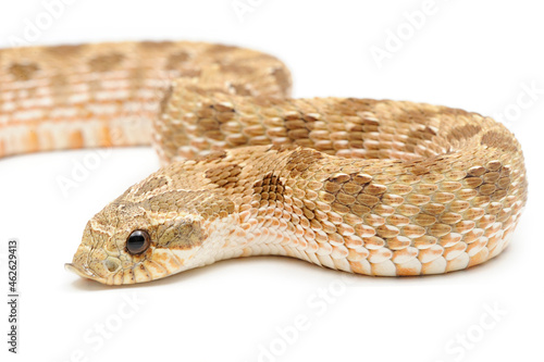Western hognose snake (Heterodon nasicus) on a white background