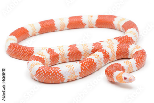 Honduran milk snake (Lampropeltis triangulum hondurensis) on a white background photo