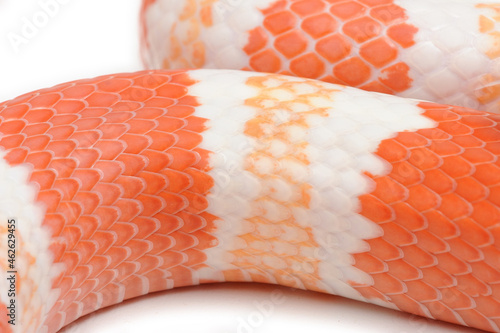 Honduran milk snake (Lampropeltis triangulum hondurensis) on a white background photo