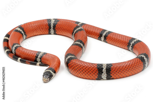 Sinaloan milk snake (Lampropeltis triangulum sinaloae) on a white background photo