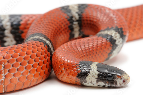 Sinaloan milk snake (Lampropeltis triangulum sinaloae) on a white background photo