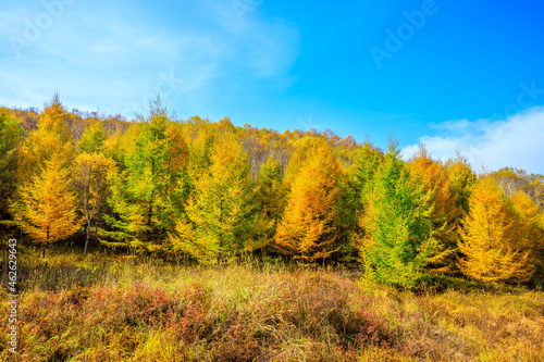 Beautiful colorful autumn forest.Autumn tree and leaves.