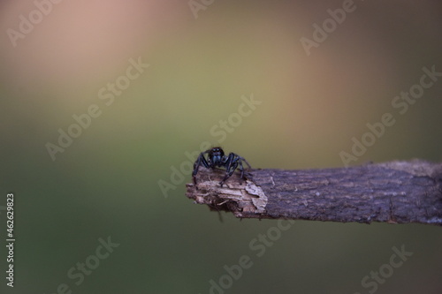 Small black spider on a branch staring at you with unfocused background photo