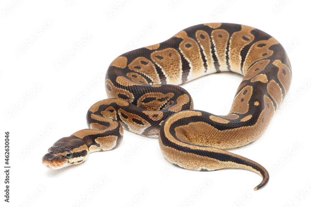Ball python (Python regius) on a white background Ball python (Python regius) on a white background