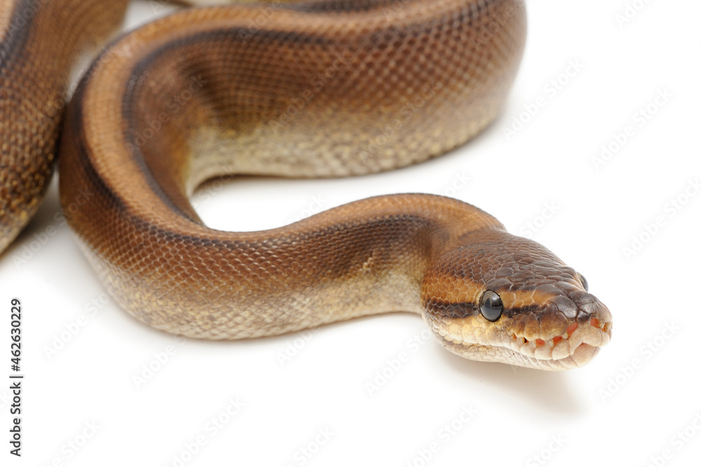 Ball python (Python regius) on a white background Ball python (Python regius) on a white background