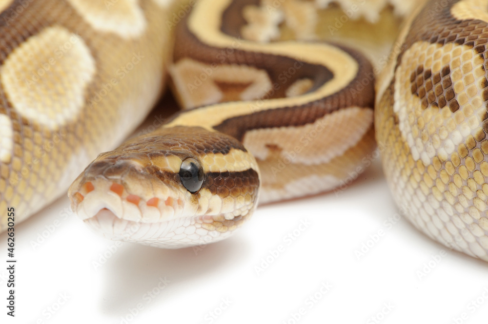 Ball python (Python regius) on a white background Ball python (Python regius) on a white background