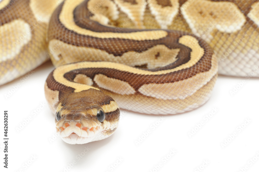 Ball python (Python regius) on a white background Ball python (Python regius) on a white background