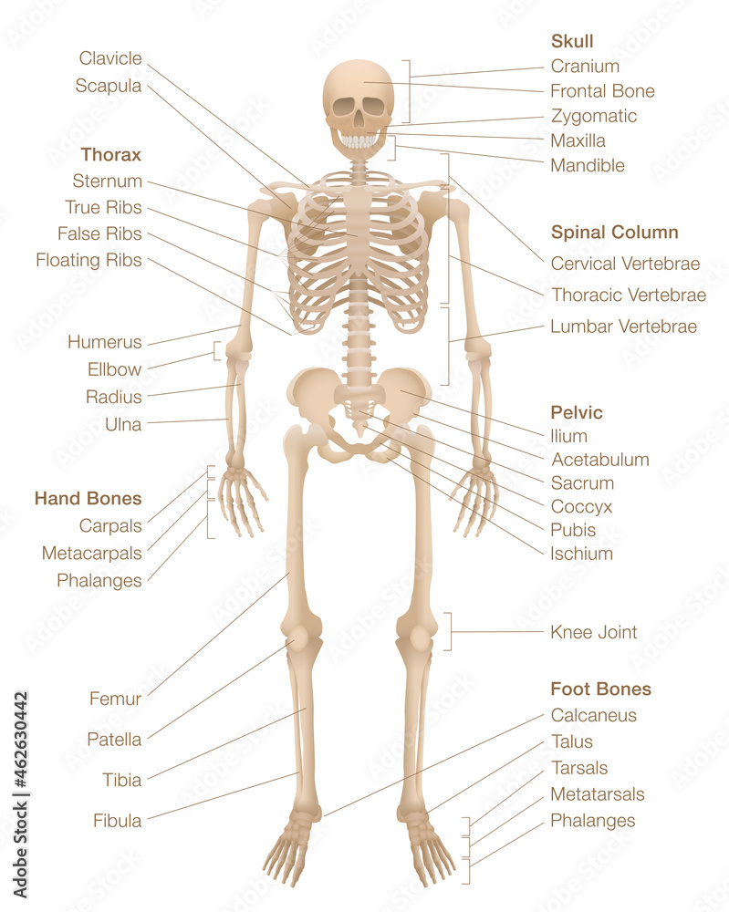 Human Bones Photos and Images