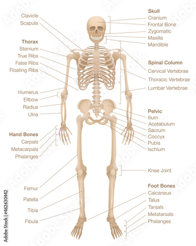 Human skeleton chart. Labeled skeletal system with named bones, skull, spinal column, pelvic, thorax, ribs, sternum, hand and foot bones, clavicle, scapula and more. Vector illustration. 