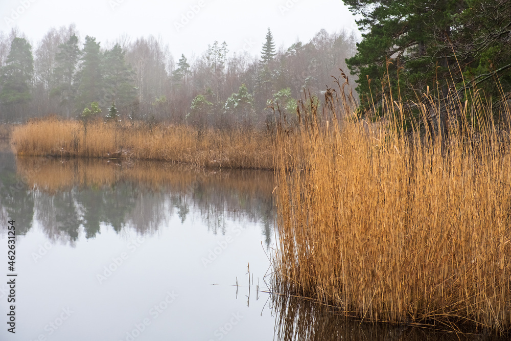 Waters edge with reeds in a lake with mist