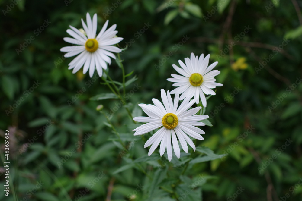 White flovers isolated in the green blurred background White flovers isolated in the green blurred background