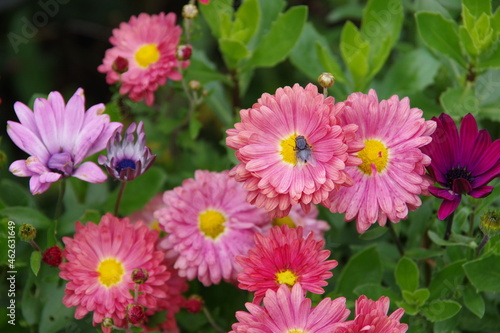 Red flovers isolated in the green blurred background