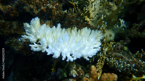 Young white acroporid coral Acropora microclados undersea, Red Sea, Egypt, Sinai, Ras Mohammad national park photo