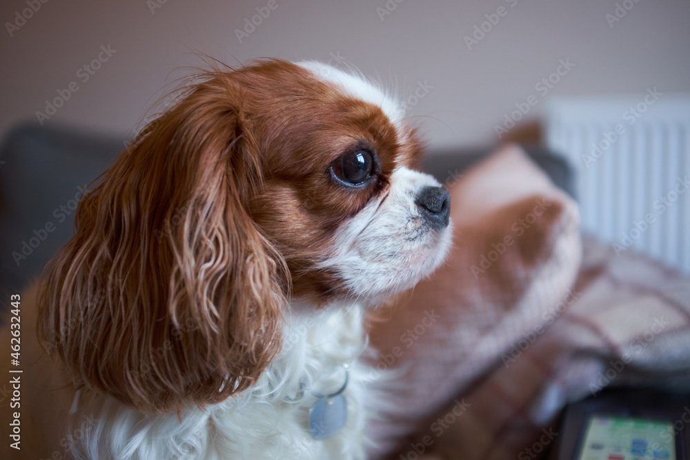 Blenheim Cavalier King Charles Spaniel lap dog. Chestnut and white. Side profile.
