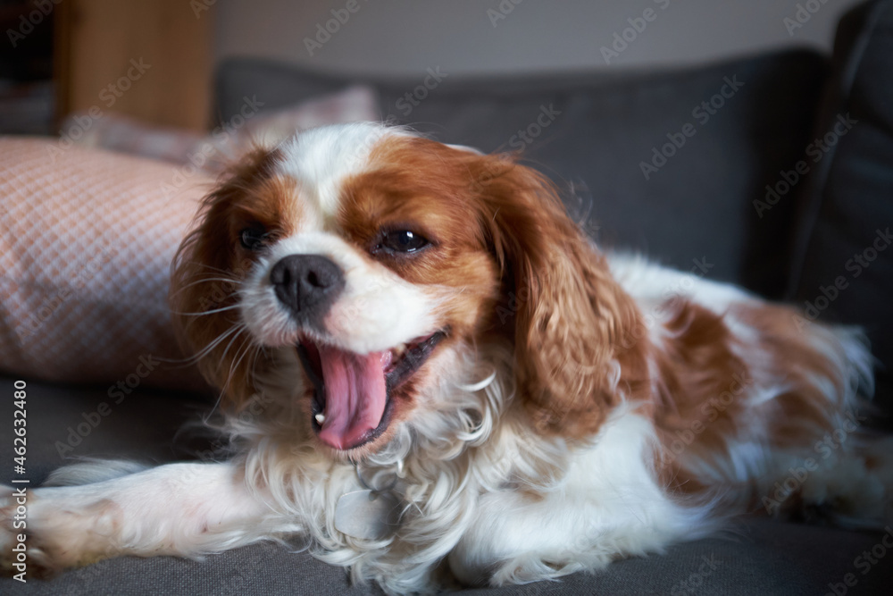 Blenheim Cavalier King Charles Spaniel lap dog. Chestnut and white. Mouth wide open yawning.