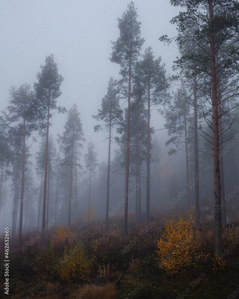 Morning fog in the pine forest Morning fog in the pine forest