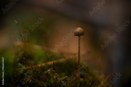 mushroom