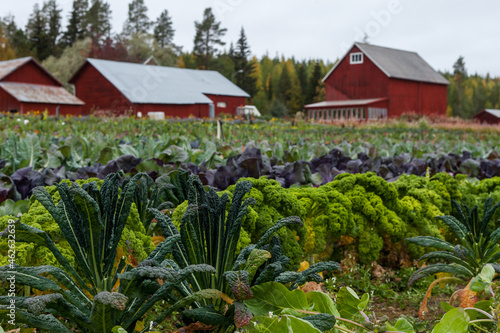 Murais de parede Field full of vegetables in front of red barn