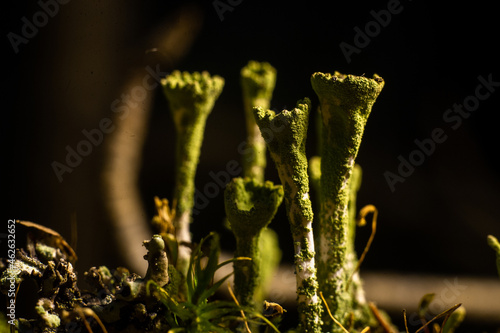 cladonia