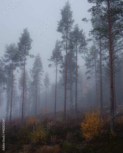 Morning fog in the pine forest