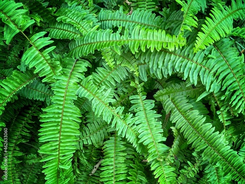 Perfect natural fern pattern. Beautiful background made with young green fern leaves. Color of kale.