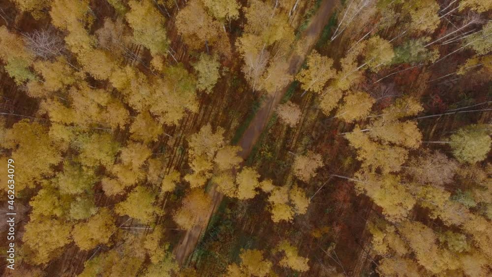 Golden autumn, Treetops from a bird's eye view at sunset, the drone rises above the trees in a circle, golden tree crowns, a path in the forest Golden autumn, Treetops from a bird's eye view at sunset, the drone rises above the trees in a circle, golden tree crowns, a path in the forest