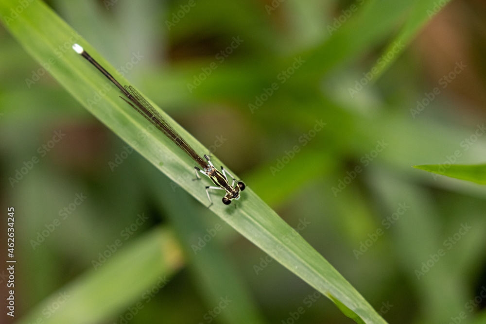 Portrait of damselfly - Black-kneed Featherlegs (Copera ciliata) Portrait of damselfly - Black-kneed Featherlegs (Copera ciliata)