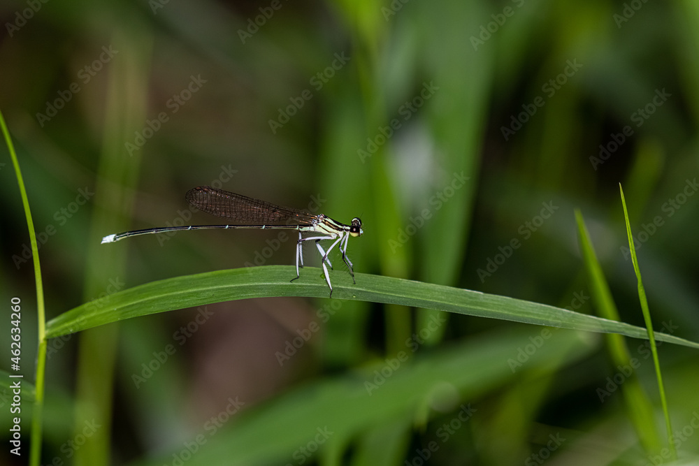 Portrait of damselfly - Black-kneed Featherlegs (Copera ciliata) Portrait of damselfly - Black-kneed Featherlegs (Copera ciliata)