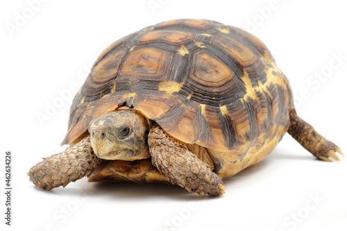 Bell's hinge-back tortoise (Kinixys belliana) on a white background