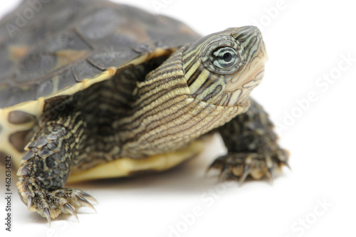 Chinese stripe-necked turtle (Mauremys sinensis) on a white background