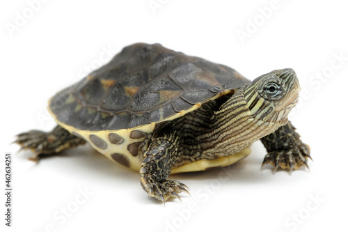 Chinese stripe-necked turtle (Mauremys sinensis) on a white background © Florian