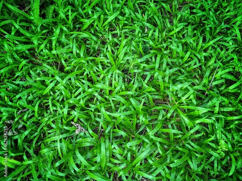 Green grass background texture. Green lawn texture background. top view.