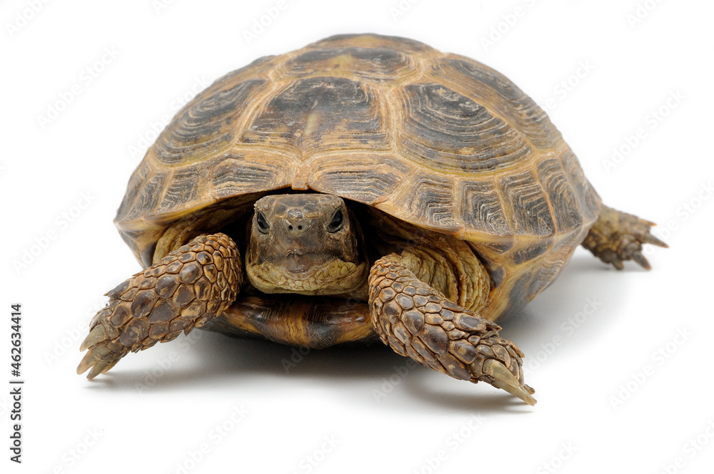 Russian steppe tortoise (Testudo horsfieldii) on a white background ...