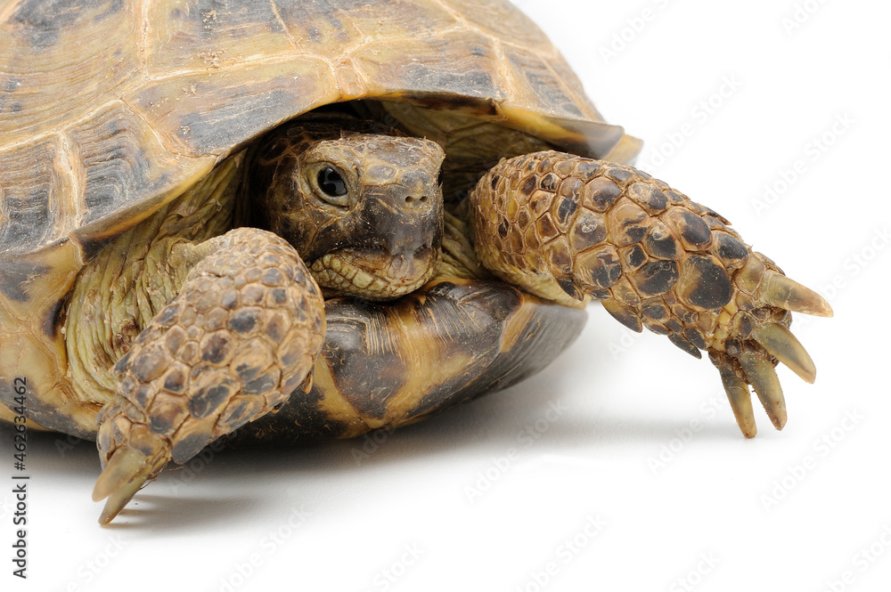 Russian steppe tortoise Testudo horsfieldii on a white