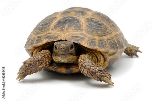 Quadro su tela Russian steppe tortoise (Testudo horsfieldii) on a white background