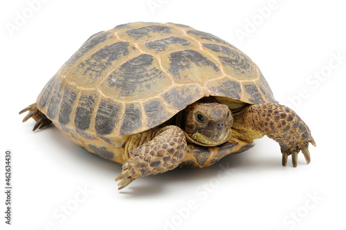 Russian steppe tortoise (Testudo horsfieldii) on a white background photo