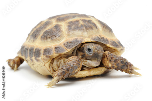 Russian steppe tortoise (Testudo horsfieldii) on a white background