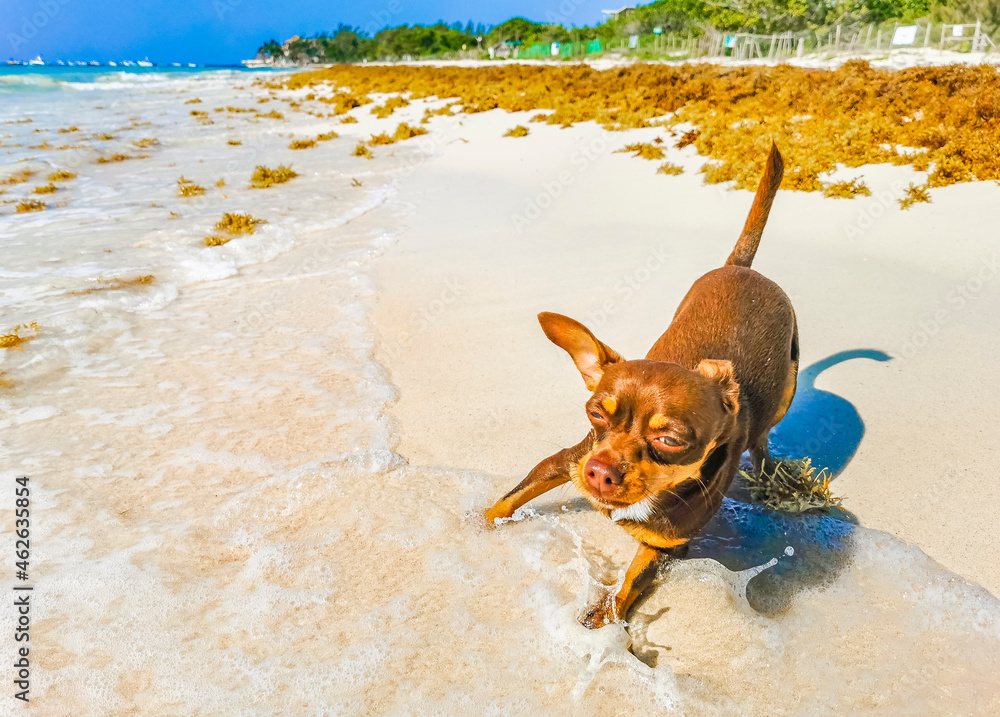Mexican beach dog deals
