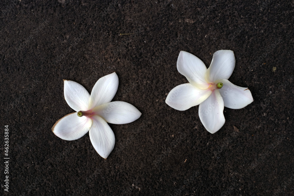 The frangipani flower is very beautiful and fragrant on the stone The frangipani flower is very beautiful and fragrant on the stone
