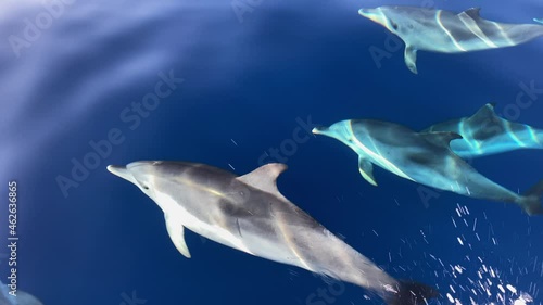 School of dolphin swimming besides a boat, slow motion 120fps photo