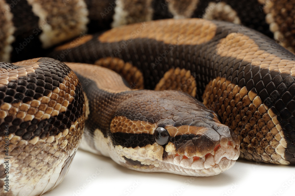 Ball python (Python regius) on a white background Ball python (Python regius) on a white background