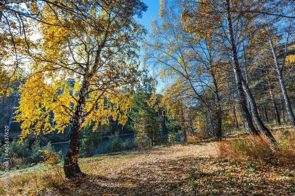 Obraz premium Autumn landscape. Siberia